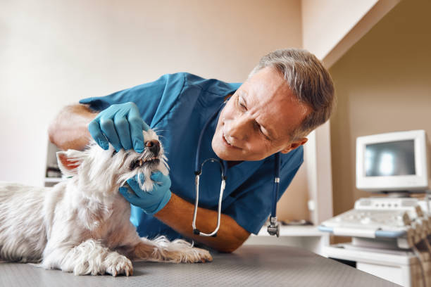  Siesta Acres, TX Emergency Dentist Pros